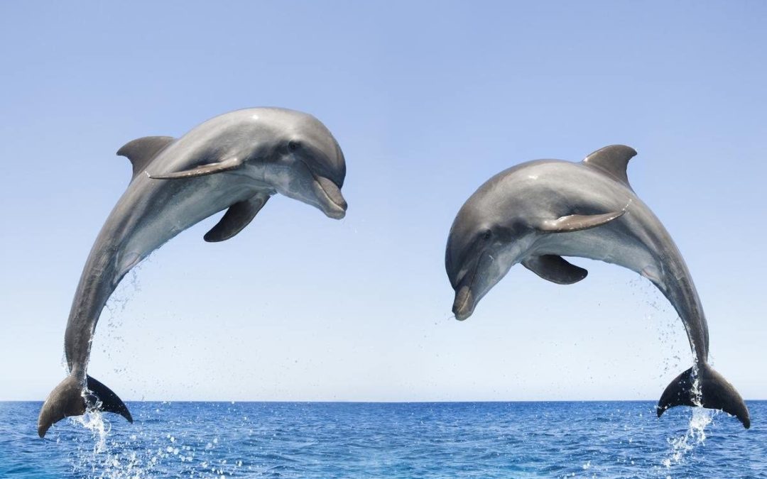 dolphin-jump